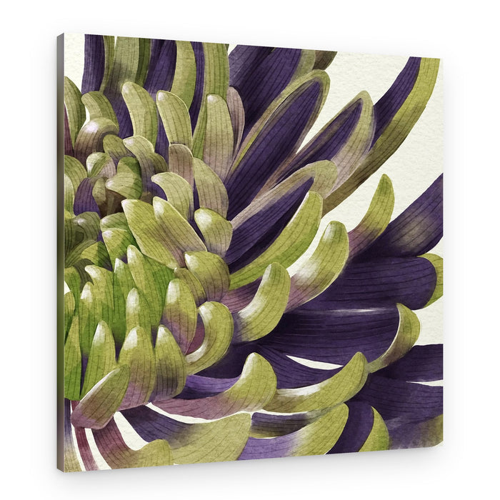 Chrysanthemum – Canvas Print