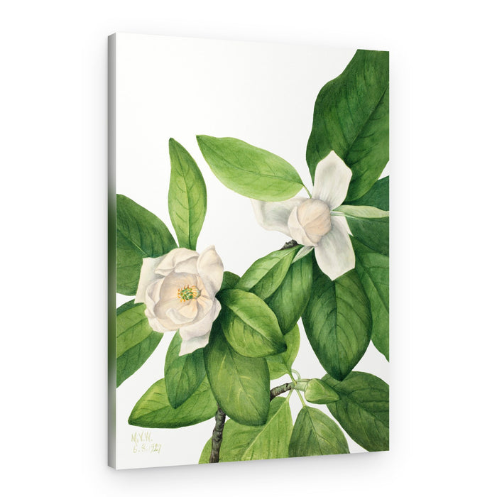 Sweetbay (1927) – Canvas Print