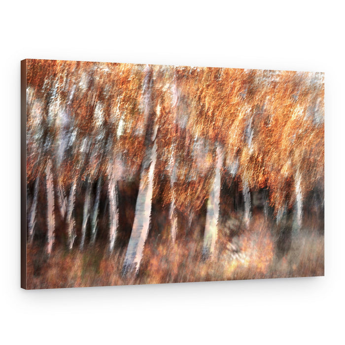 Blurred Autumn Birches – Canvas Print