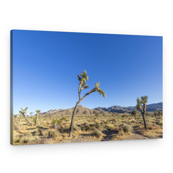 Vast Joshua Tree Desert – Canvas Print