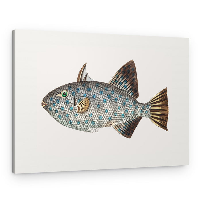 Spotted Balisted – Canvas Print