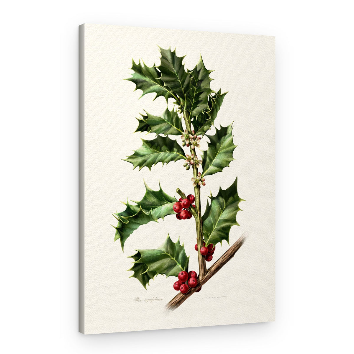 Festive Holly Berries – Canvas Print