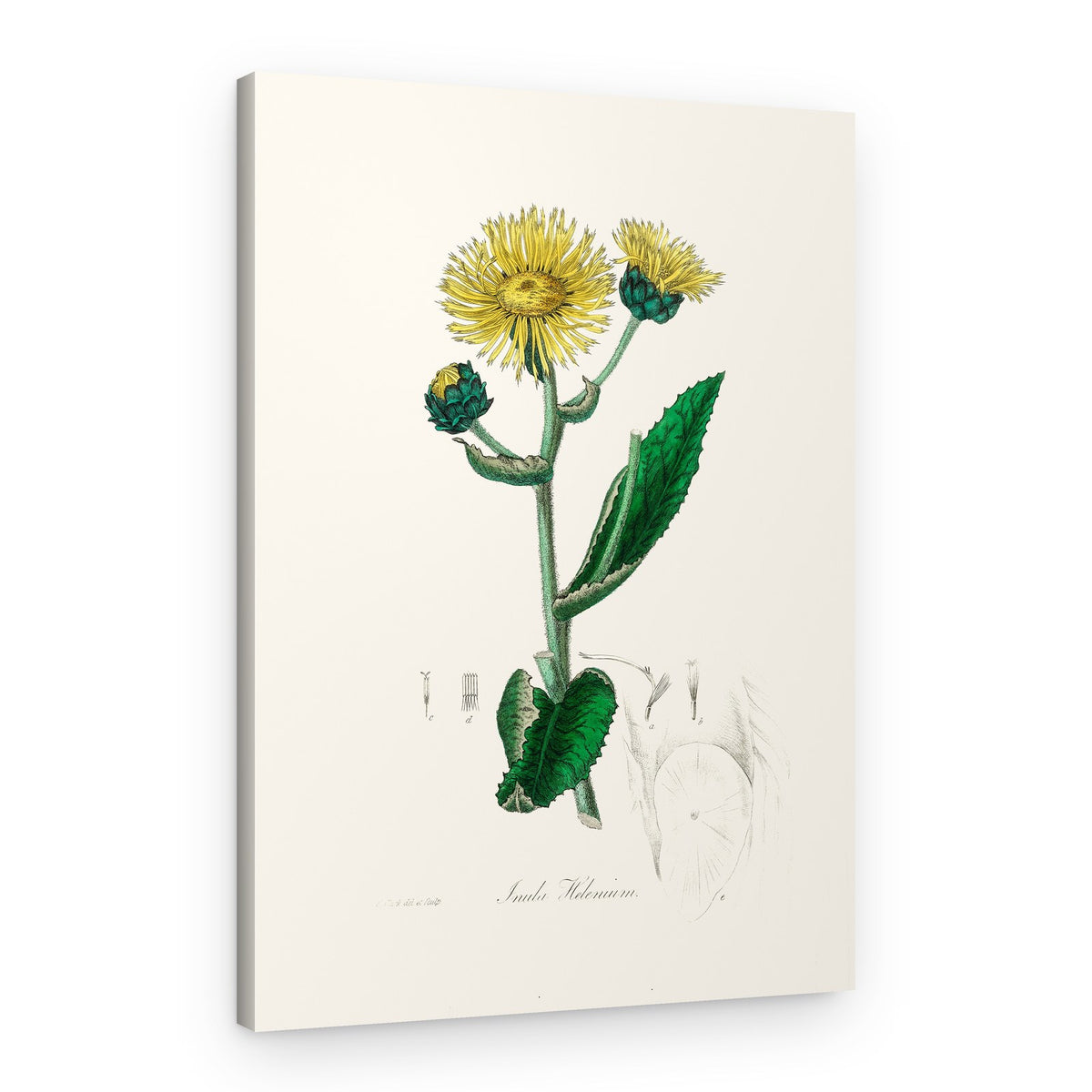 Elecampane (inula Helenium) Medical Botany – Canvas Print