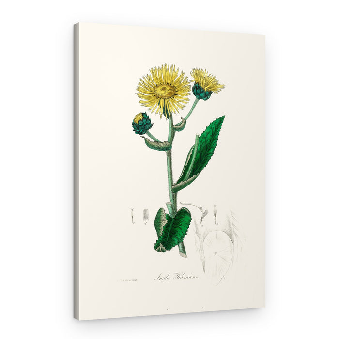 Elecampane (inula Helenium) Medical Botany – Canvas Print