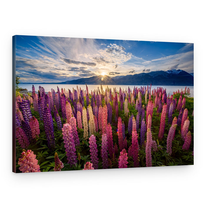 Lupine Sunset Lake – Canvas Print
