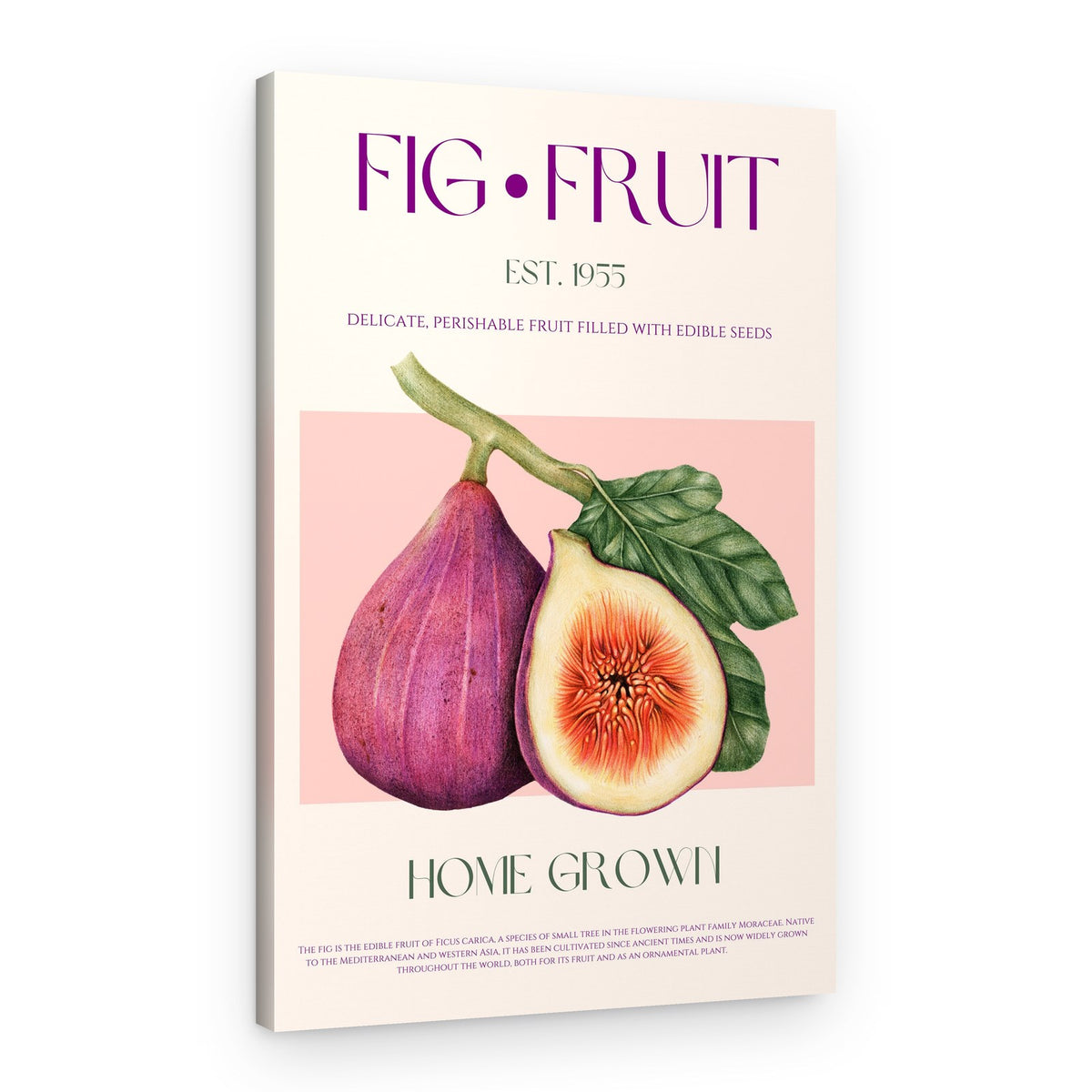 Vintage Fig Fruit – Canvas Print