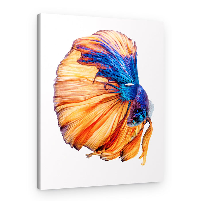 Vibrant Betta Fish Flow – Canvas Print