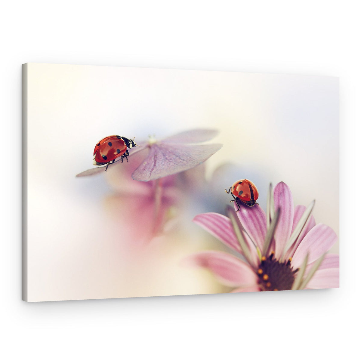Last days of summer – Canvas Print