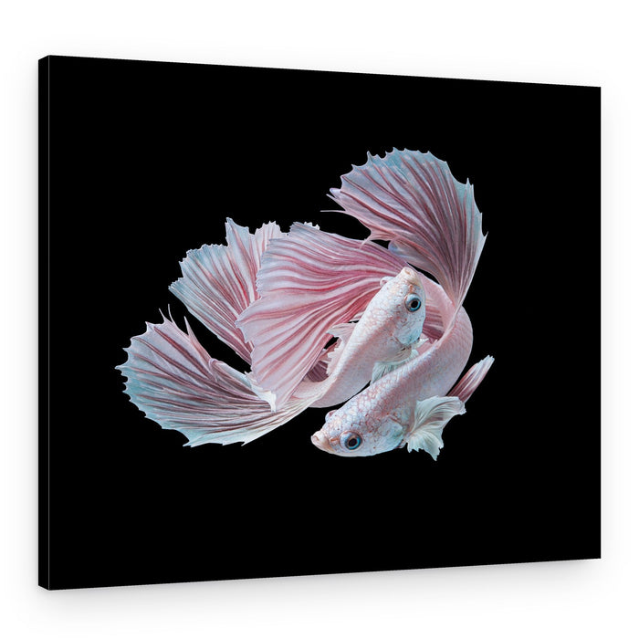 Elegant Betta Fish Pair – Canvas Print