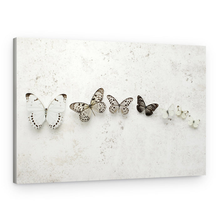 Butterfly Evolution Sequence – Canvas Print