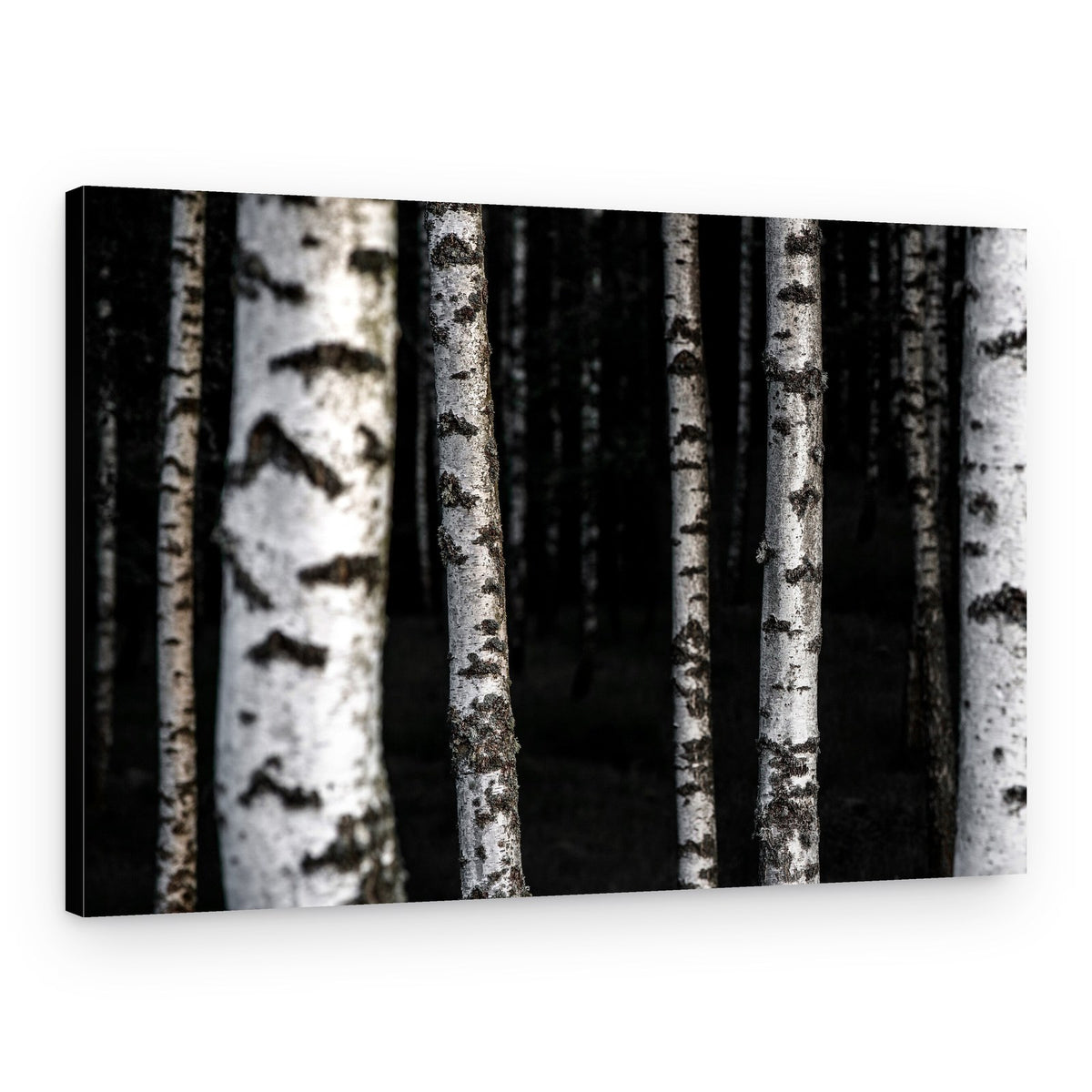 Birch Trees 8 – Canvas Print