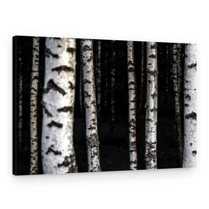 Birch Trees 8 – Canvas Print