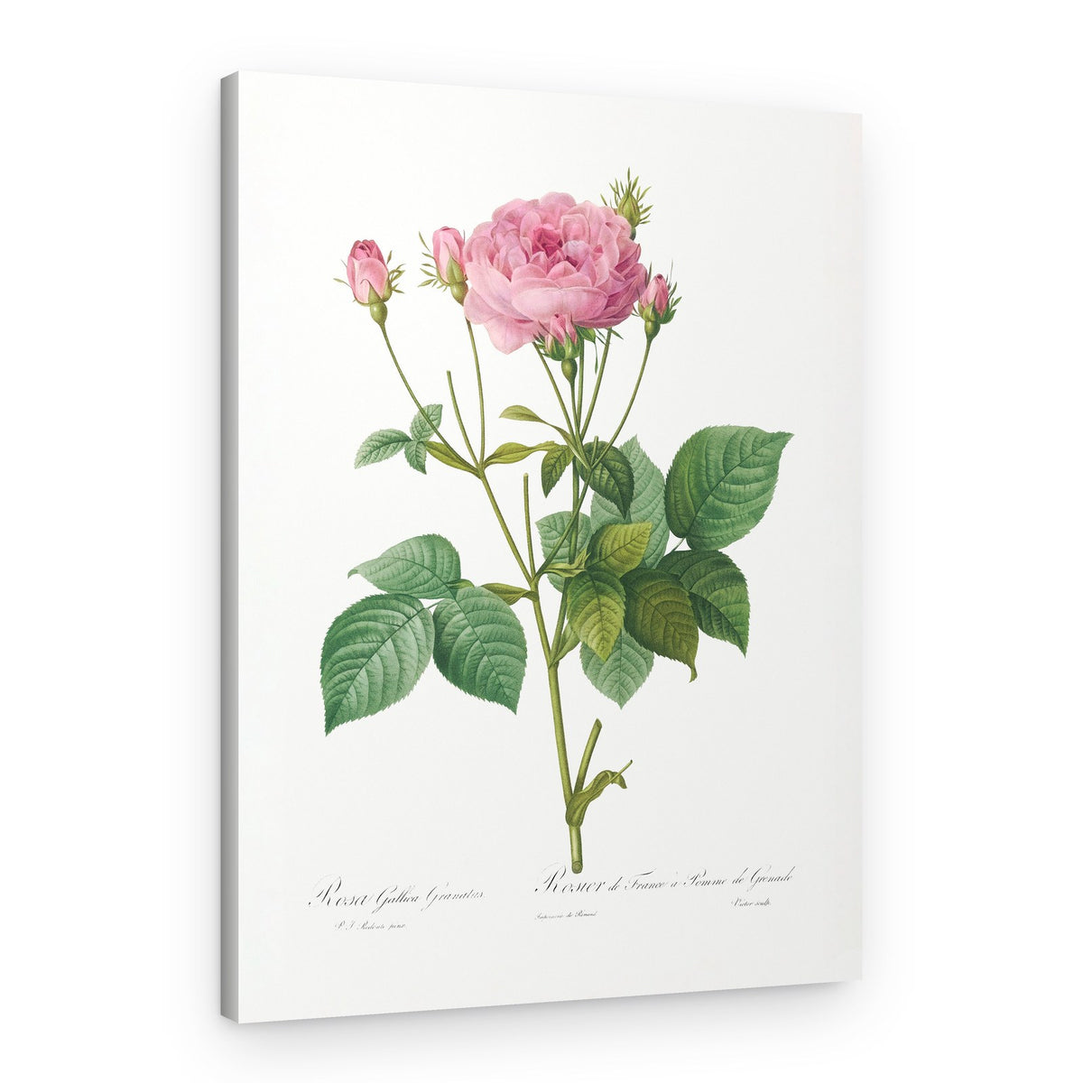 Rosa Gallica Granules, Les Roses (1817–1824) – Canvas Print