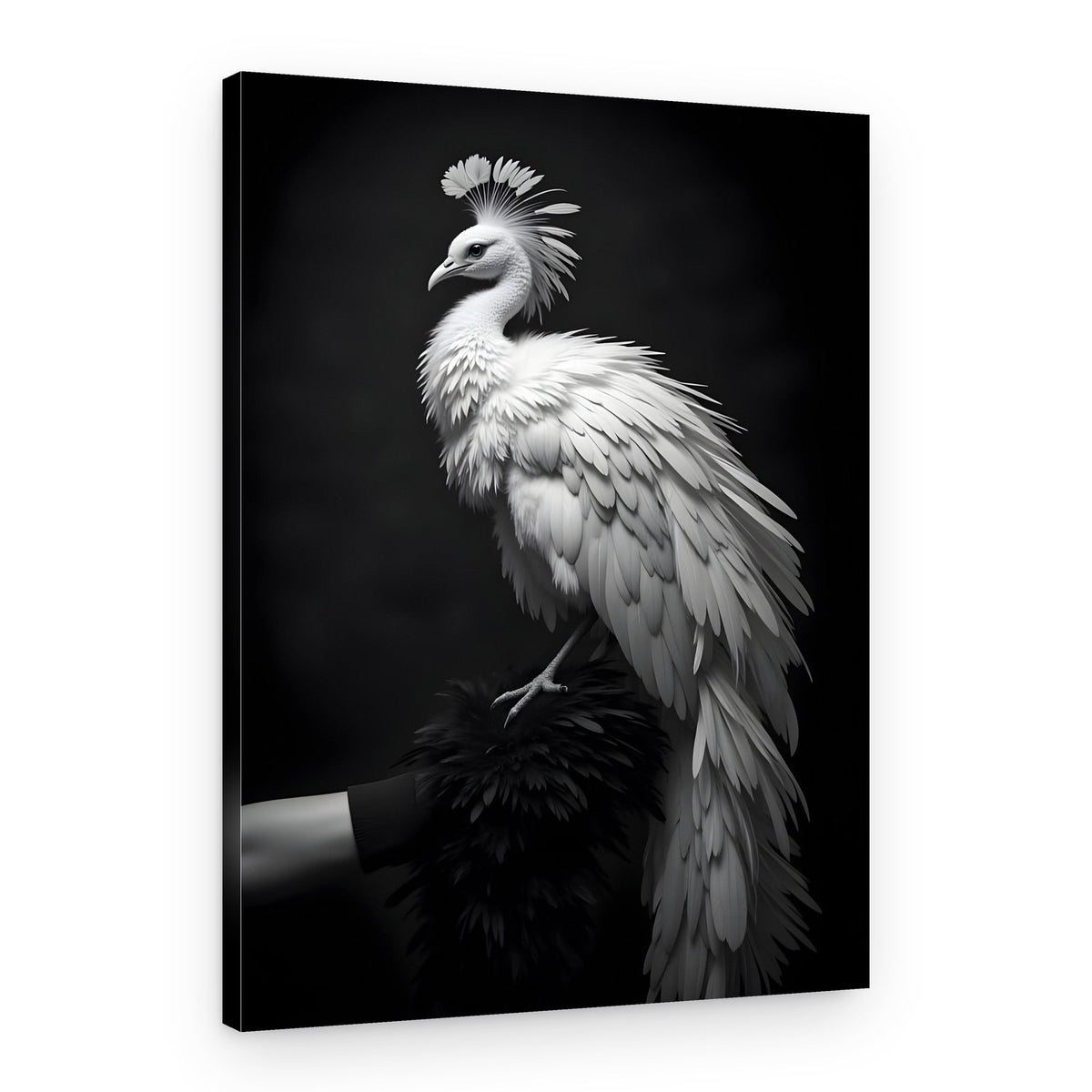 White Peacock Majesty – Canvas Print