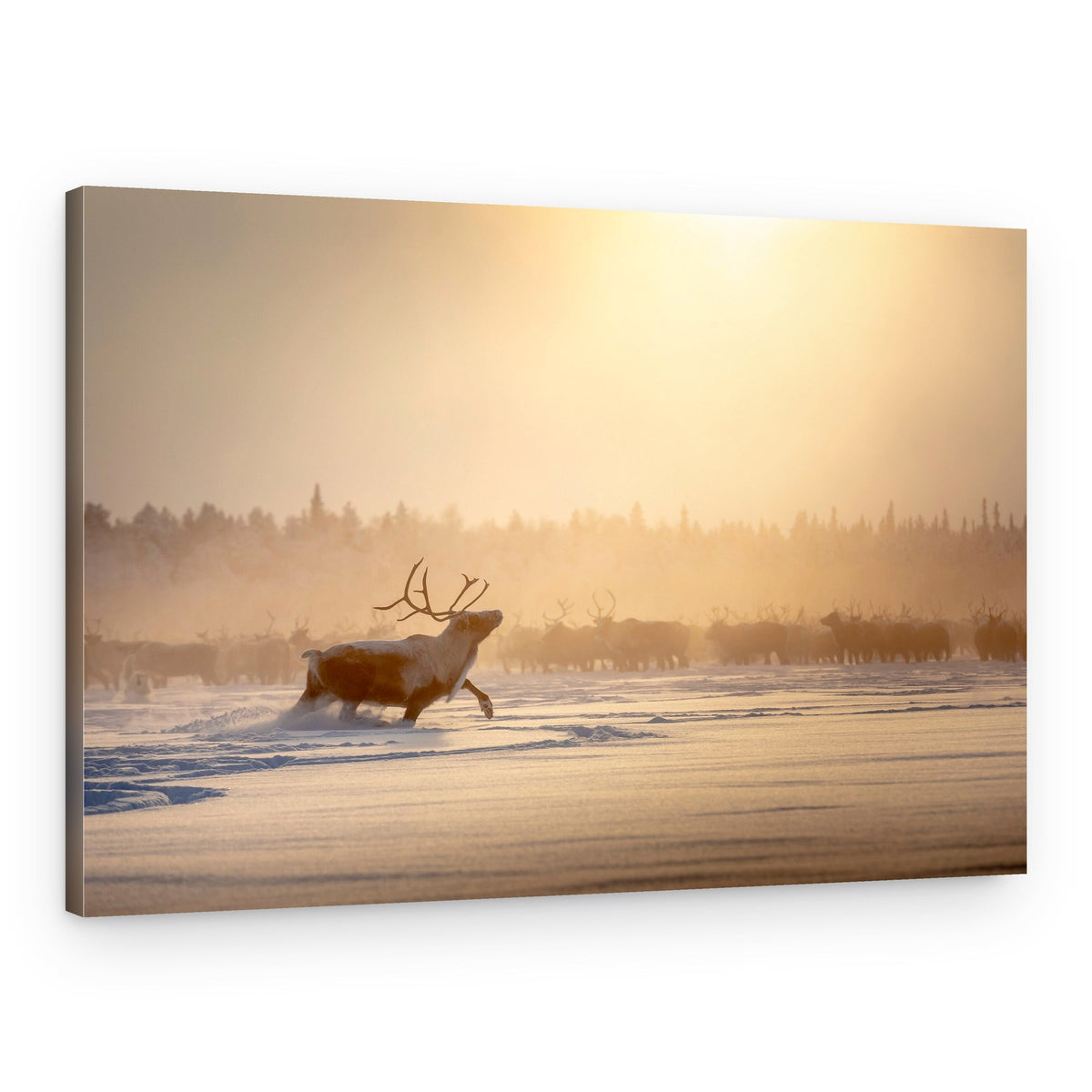 Running Reindeer Golden Light – Canvas Print