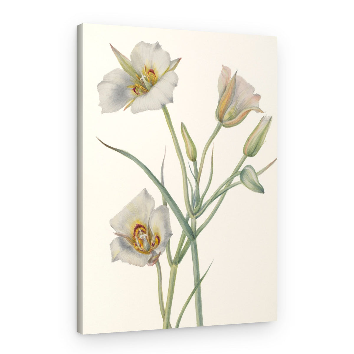Sego Lily – Canvas Print