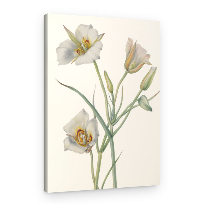 Sego Lily – Canvas Print