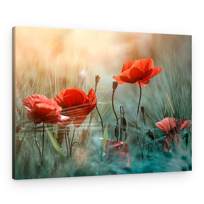 Summer Poppy Field – Canvas Print