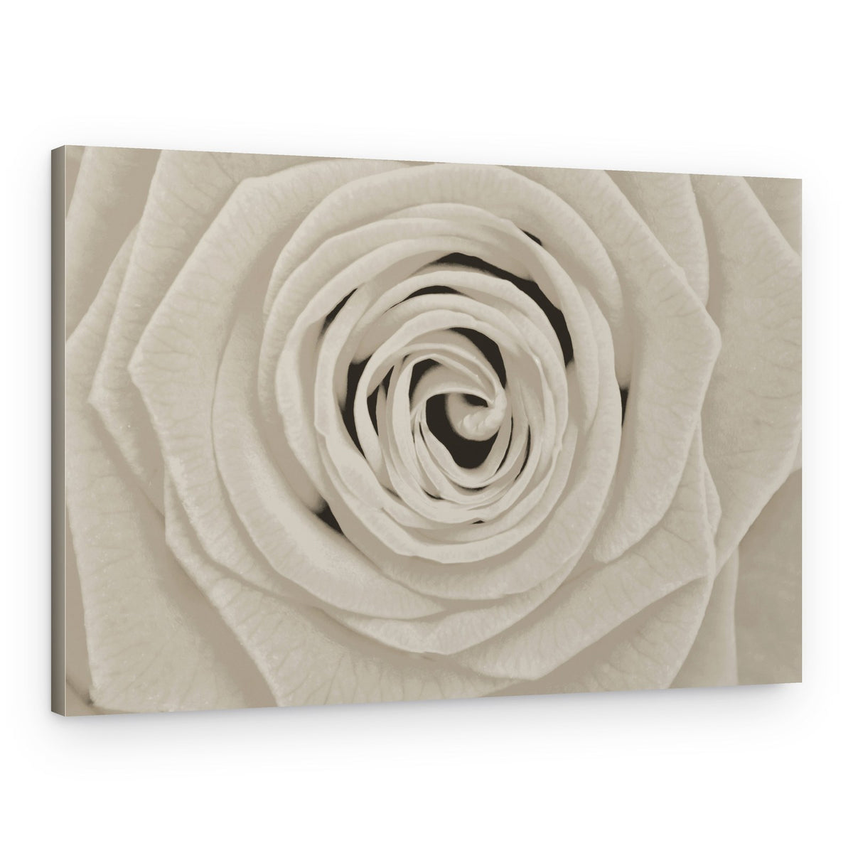 Elegant White Rose – Canvas Print