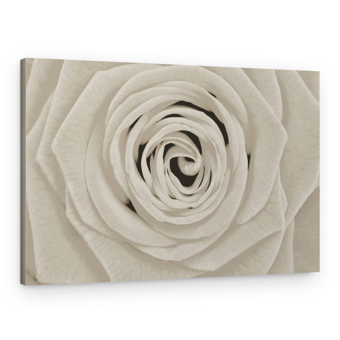 Elegant White Rose – Canvas Print