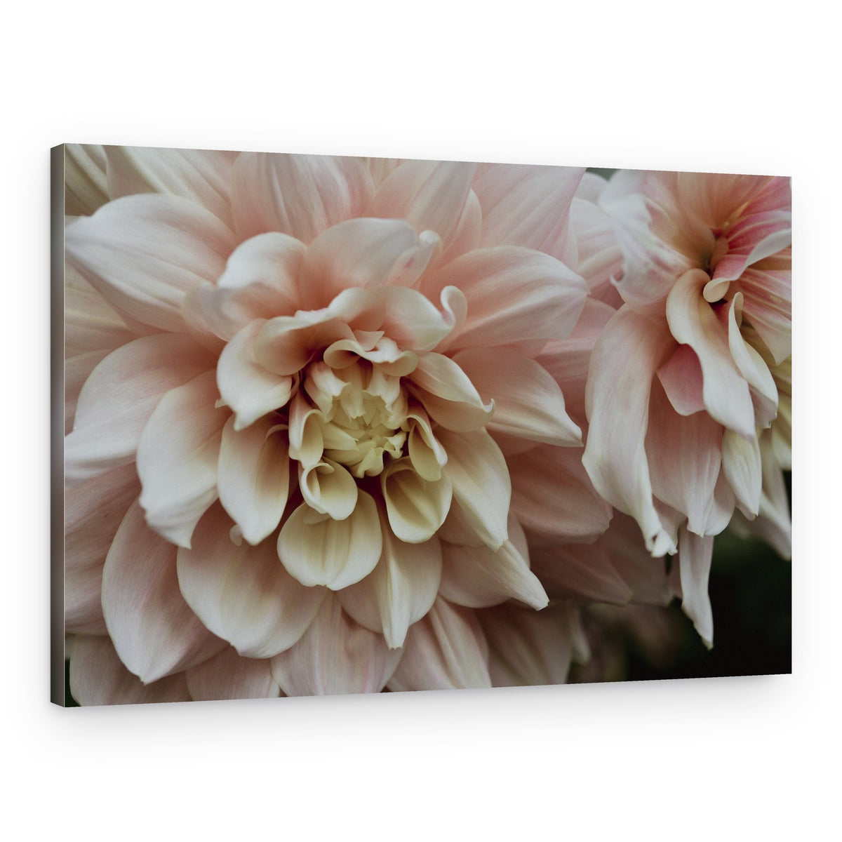 Soft Pink Dahlias – Canvas Print