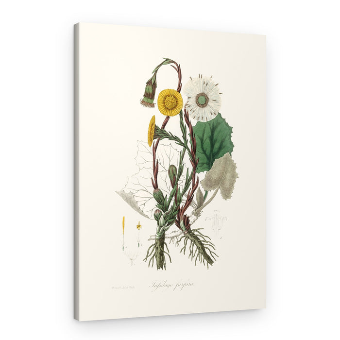 Coltsfoot (tussilago Farfara) Medical Botany – Canvas Print