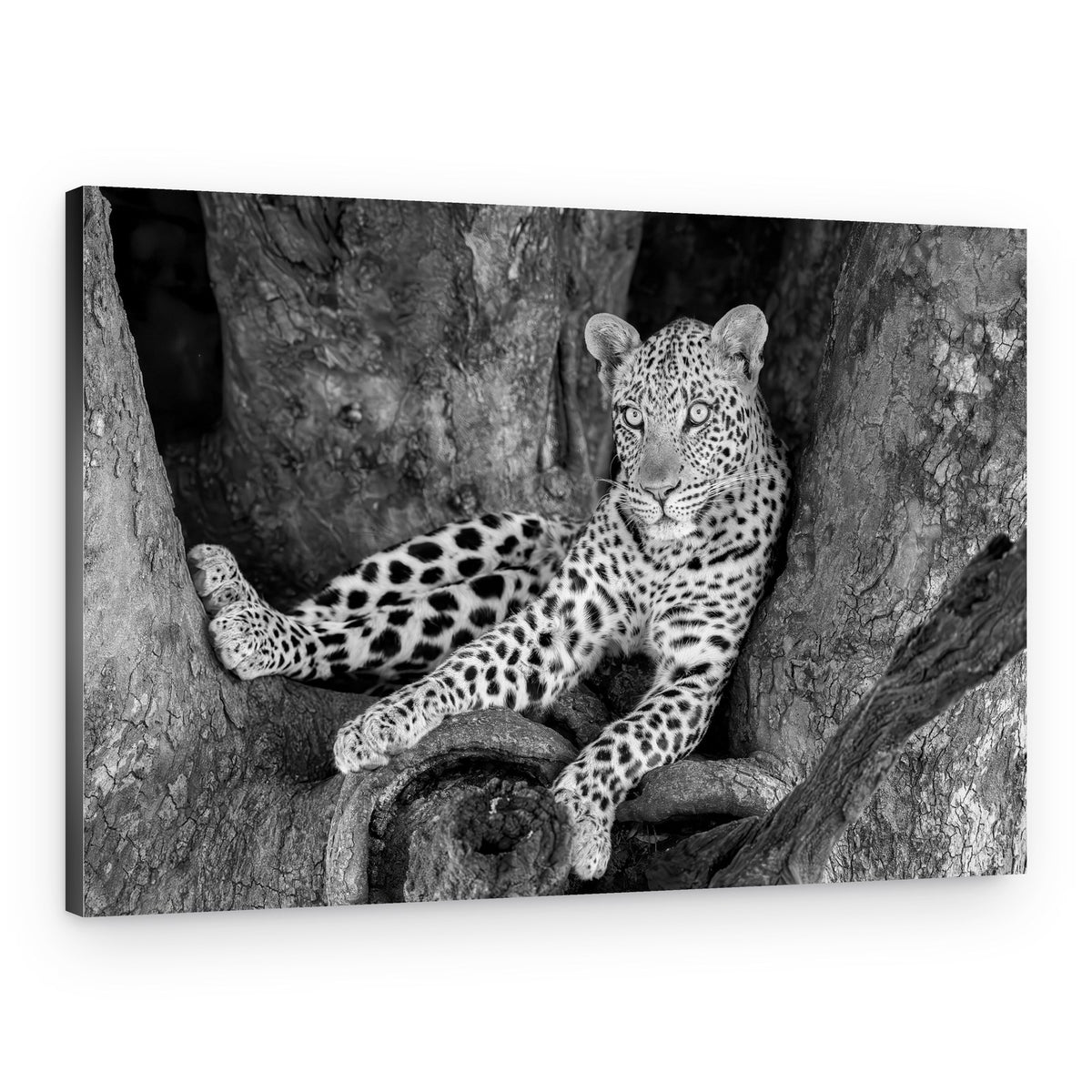 Watchful Leopard On Branch – Canvas Print