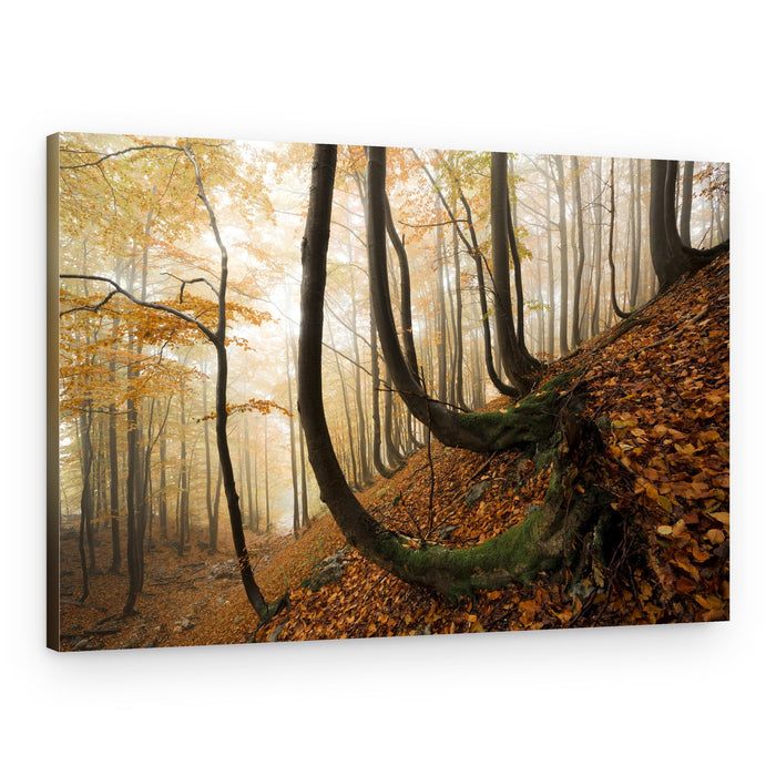 Mystic Autumn Forest – Canvas Print