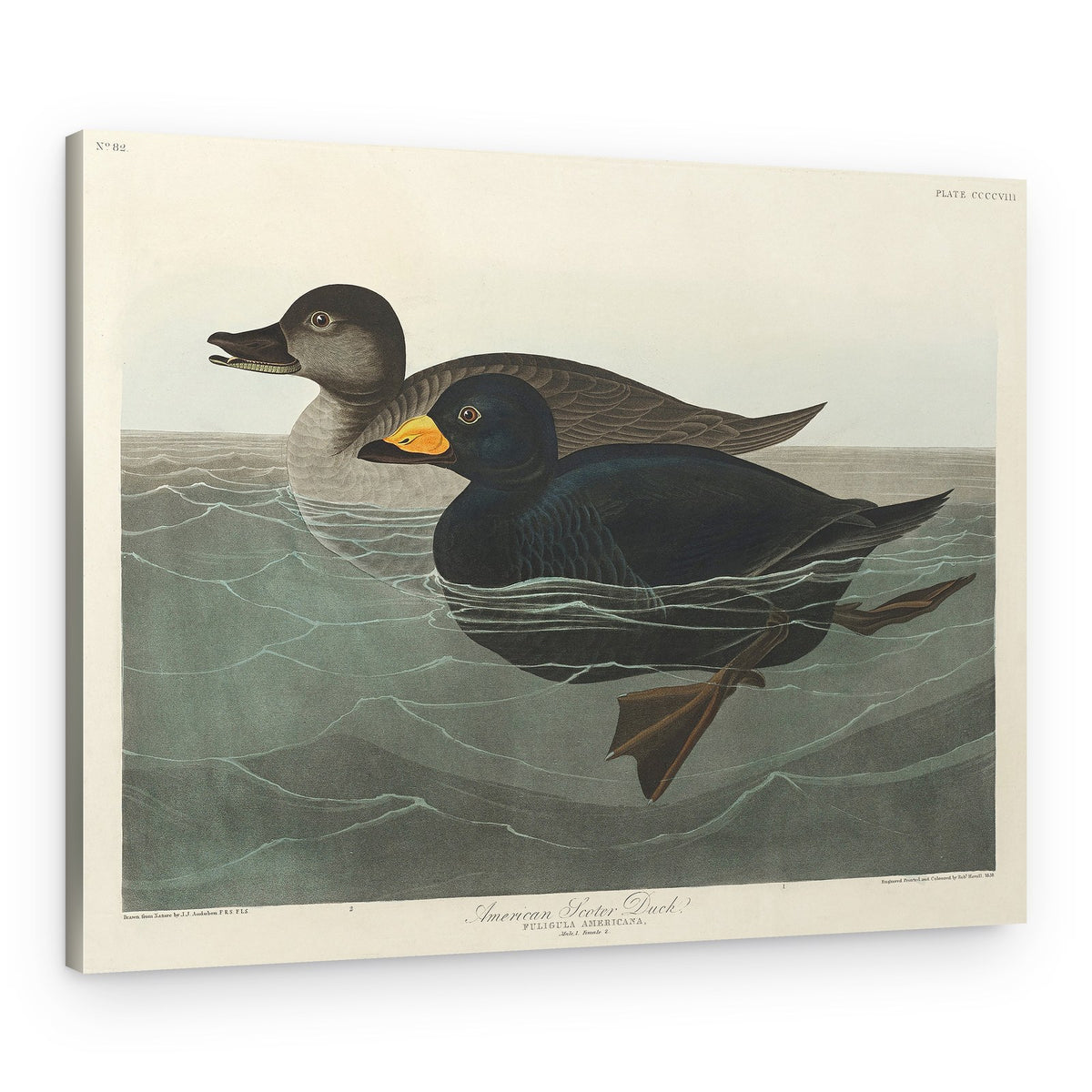 American Scoter Duck From Birds of America (1827) – Canvas Print
