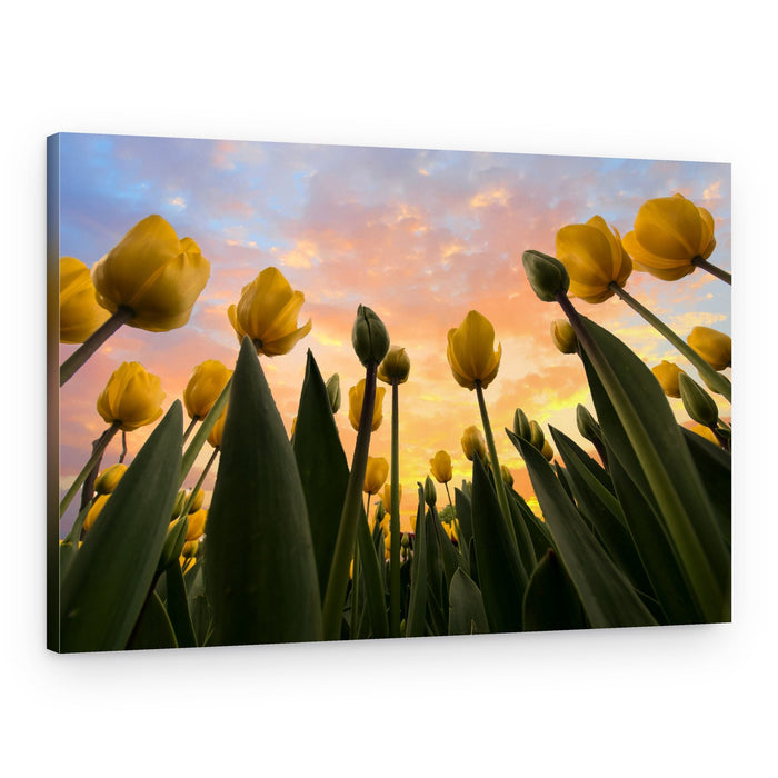 Yellow Tulips At Sunset – Canvas Print
