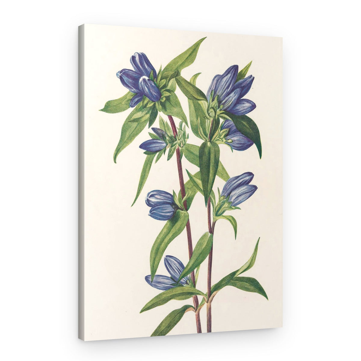 Bottle Gentian From North American Wildflowers (1925) By Mary Vaux Walcott – Canvas Print