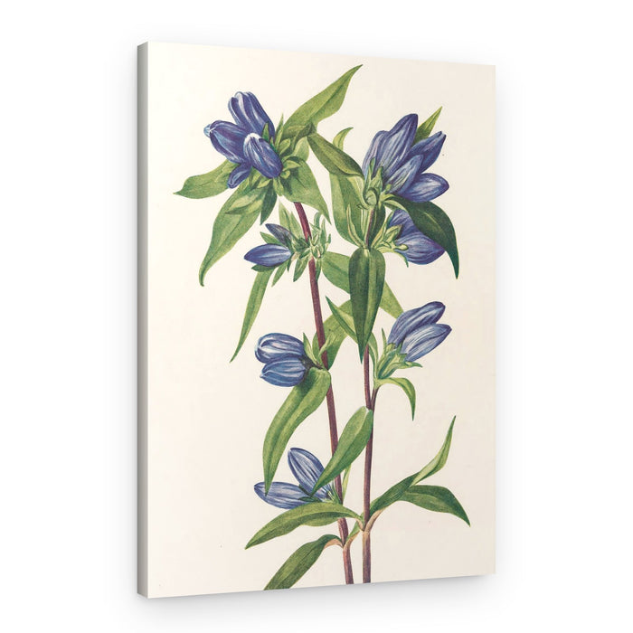Bottle Gentian From North American Wildflowers (1925) By Mary Vaux Walcott – Canvas Print