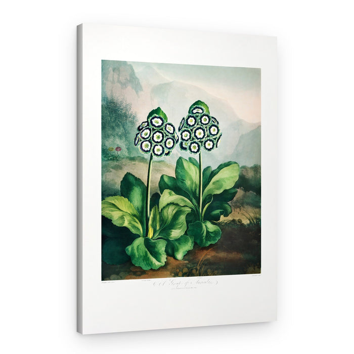 A Group of Auriculas from The Temple of Flora 2 (1807) – Canvas Print