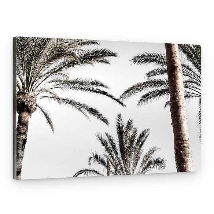 Palm Tree Sky – Canvas Print