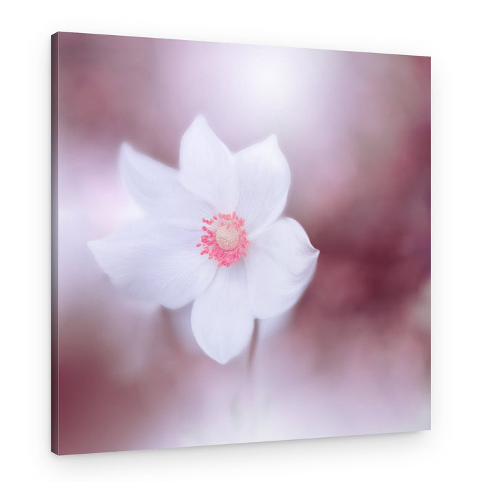 Soft White Blossom – Canvas Print