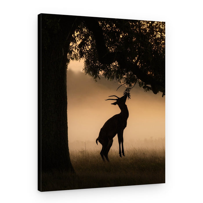 Misty Stag Feeding – Canvas Print
