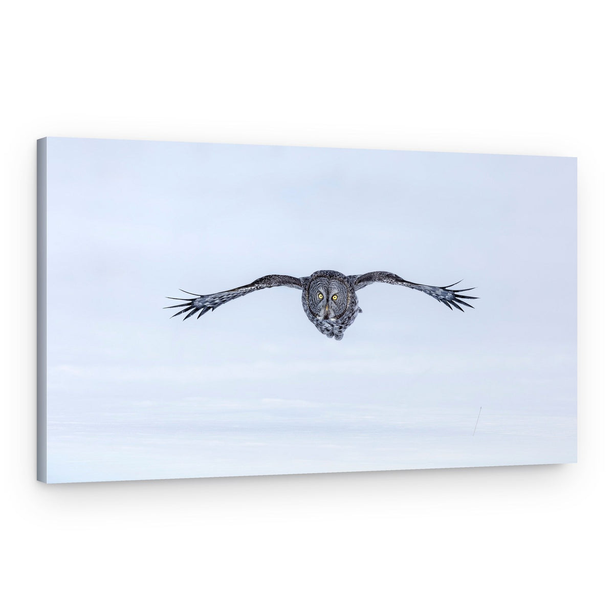 Majestic Owl Flight – Canvas Print