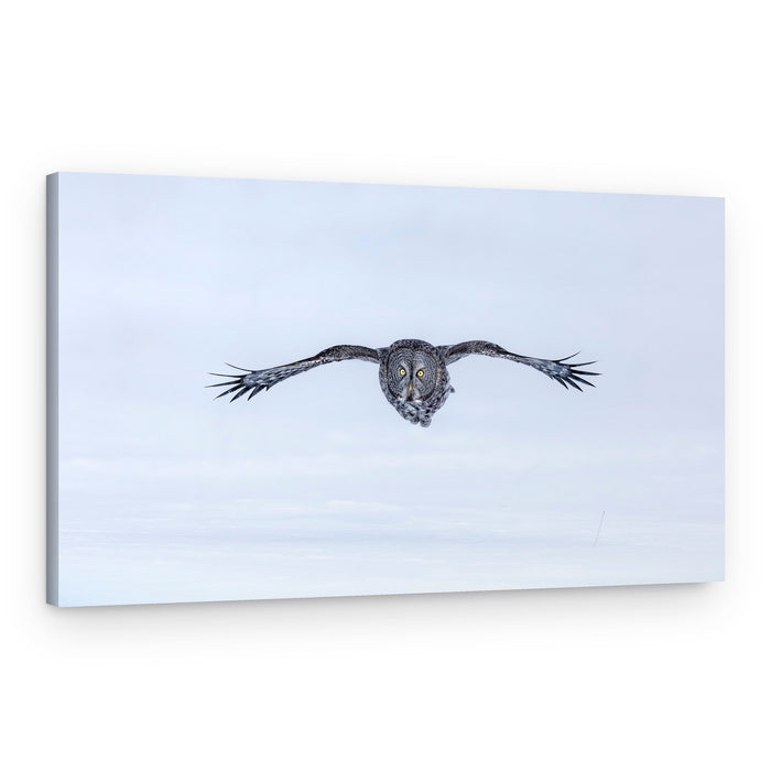 Majestic Owl Flight – Canvas Print