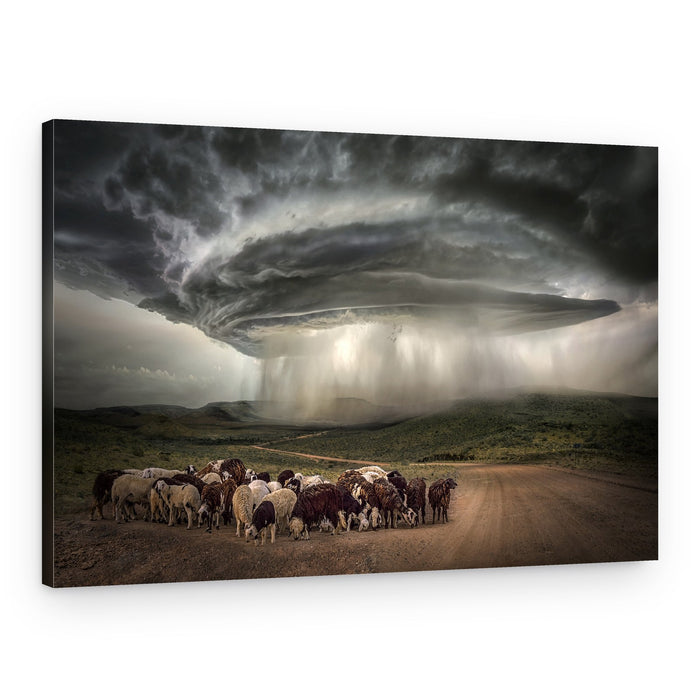 Dramatic Storm Over Sheep – Canvas Print