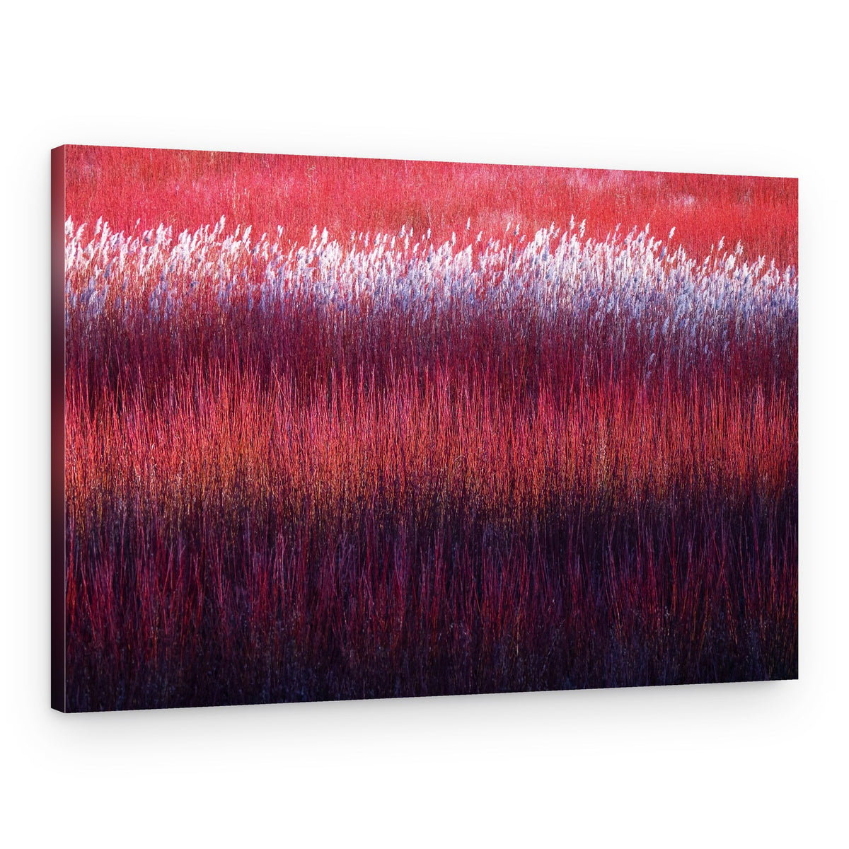 Red Purple Reeds – Canvas Print