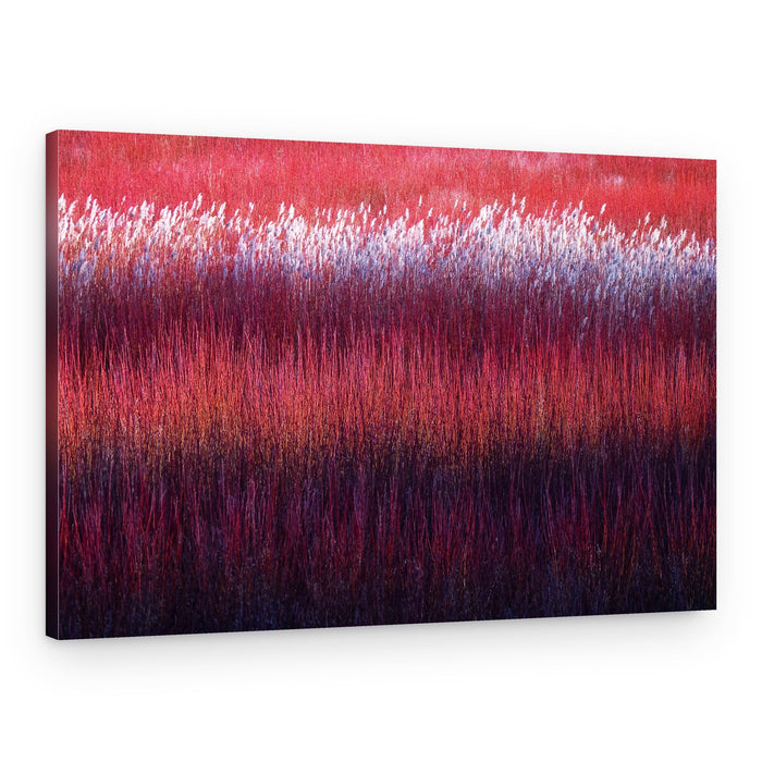 Red Purple Reeds – Canvas Print
