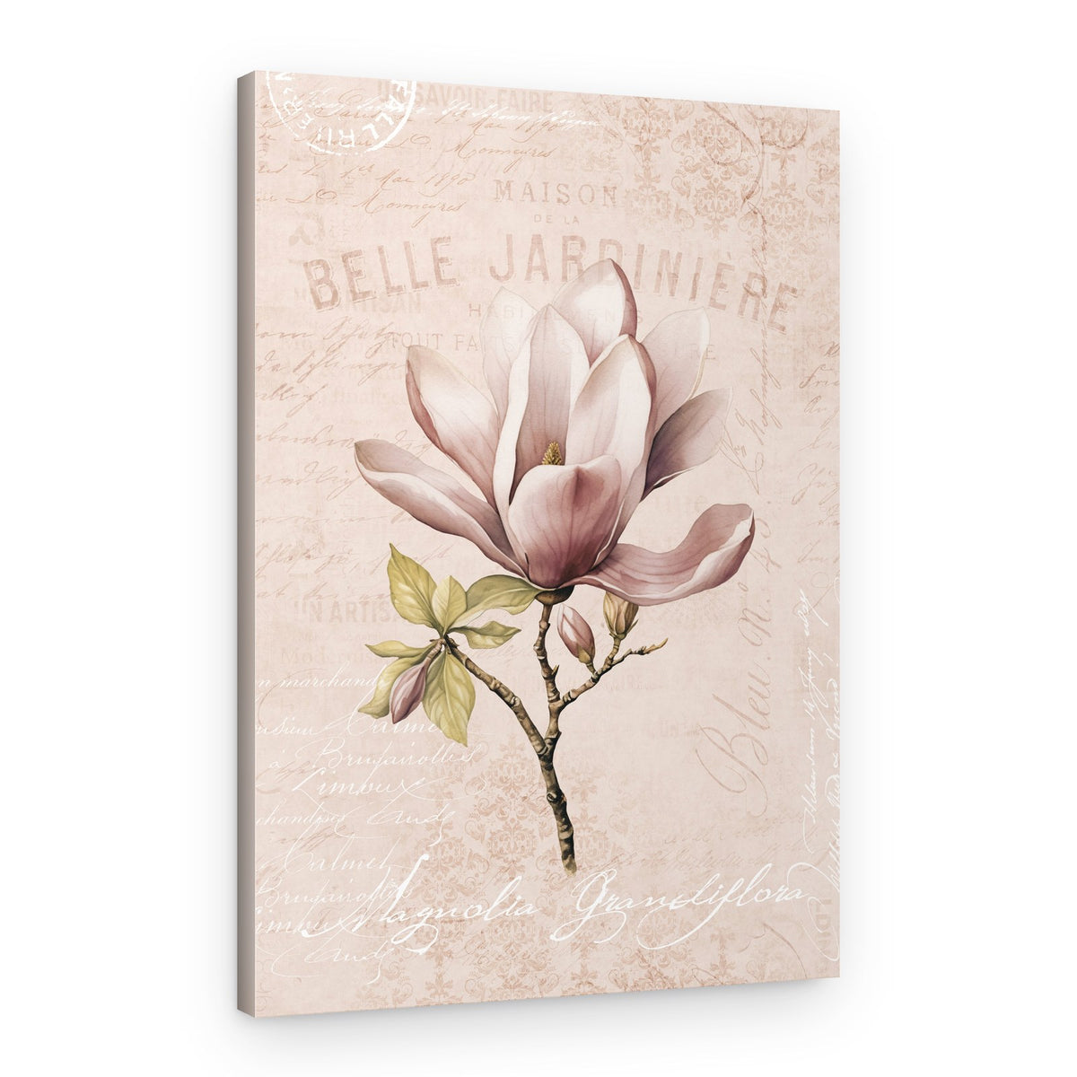 Vintage Pink Magnolia – Canvas Print