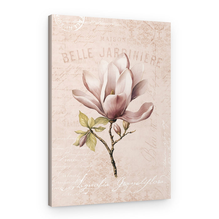 Vintage Pink Magnolia – Canvas Print