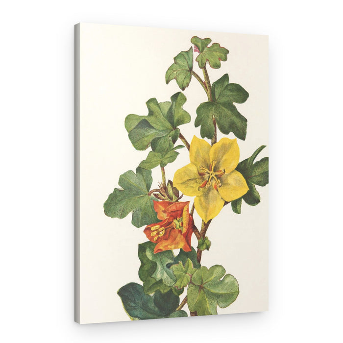 Mexican Fremontia From North American Wildflowers (1925) By Mary Vaux Walcott – Canvas Print