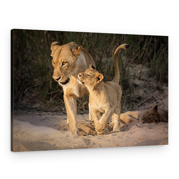 Gentle Lioness Cub – Canvas Print