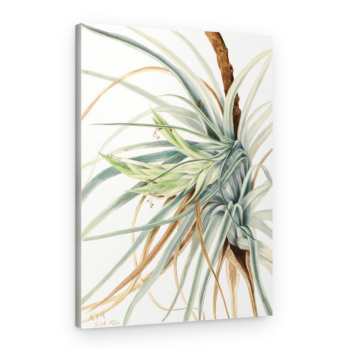 Wild Pineapple (1921) – Canvas Print