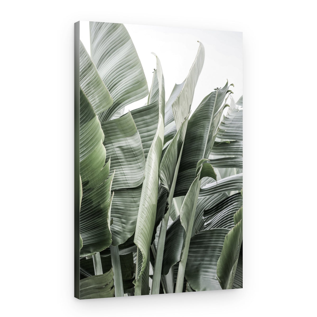 Banana Leaves In Soft Lighting – Canvas Print