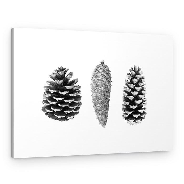 Pine Cone Study – Canvas Print