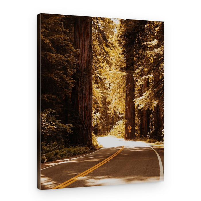 Sunlit Forest Drive – Canvas Print