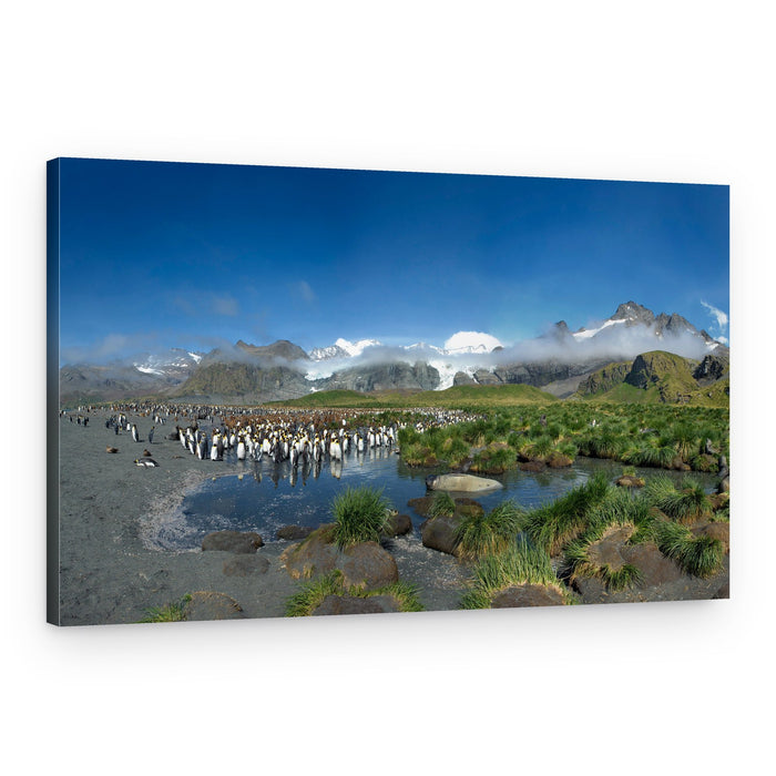 King Penguins by Mountains – Canvas Print